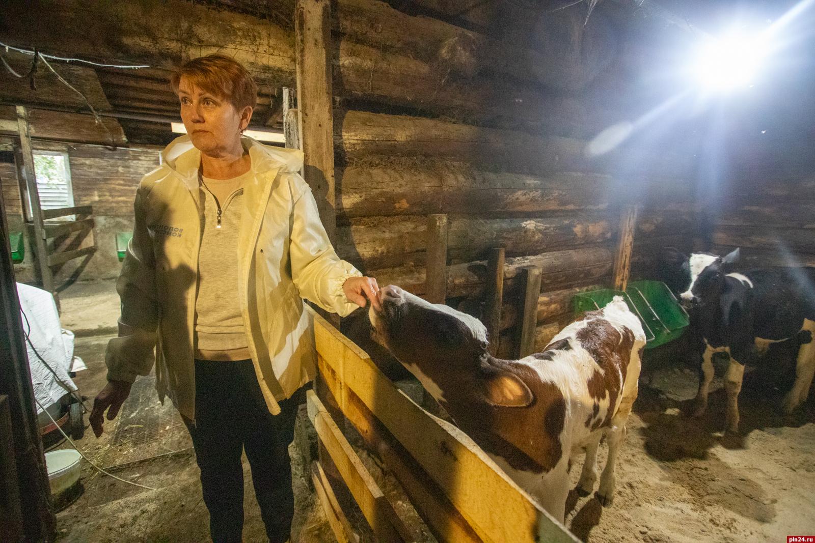 «Сырная лиса» уже практически стала гастрономическим брендом региона. Продукцию  псковского фермера Ларисы Никандровой по достоинству оценили не только посетители многочисленных ярмарок в Псковской области, но и соседи из Белоруссии. Идеи для своих сыров фермер берет отовсюду, но и сама готова делиться опытом и рассказывать о тонкостях сыроварения. Для этих целей на участке в Псковском районе идет строительство сыроварни с помещением для проведения мастер-классов. Подробности о жизни на ферме — в фоторепортаже Андрея Николаева.