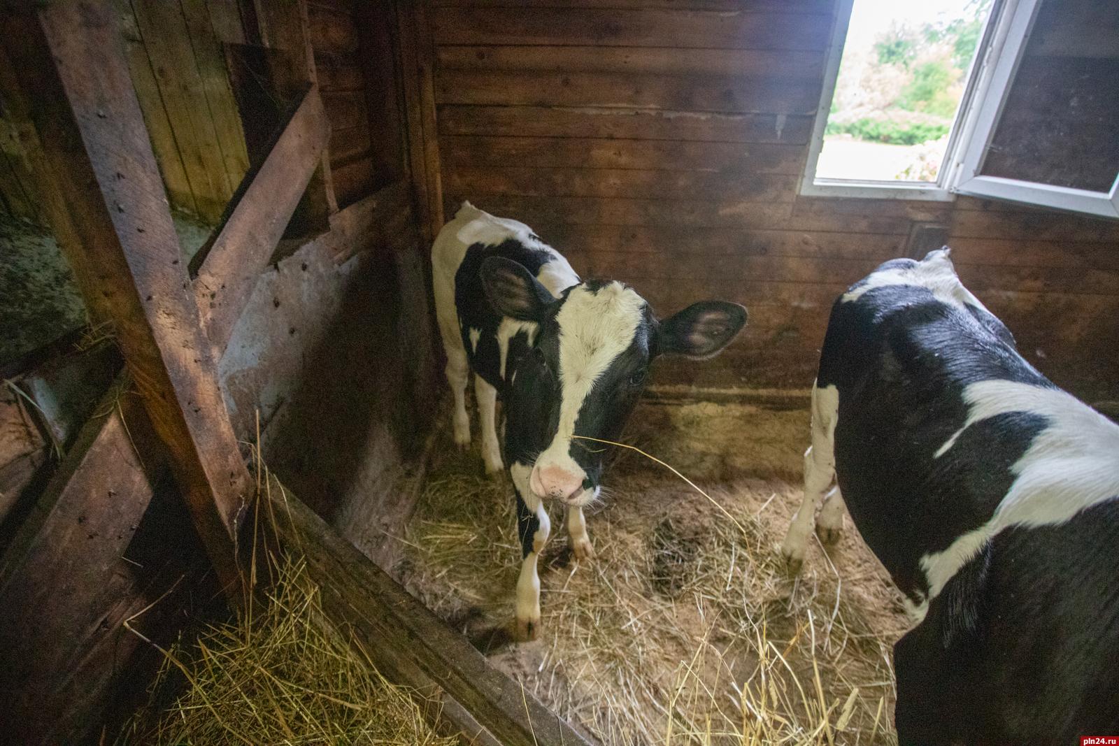 «Сырная лиса» уже практически стала гастрономическим брендом региона. Продукцию  псковского фермера Ларисы Никандровой по достоинству оценили не только посетители многочисленных ярмарок в Псковской области, но и соседи из Белоруссии. Идеи для своих сыров фермер берет отовсюду, но и сама готова делиться опытом и рассказывать о тонкостях сыроварения. Для этих целей на участке в Псковском районе идет строительство сыроварни с помещением для проведения мастер-классов. Подробности о жизни на ферме — в фоторепортаже Андрея Николаева.