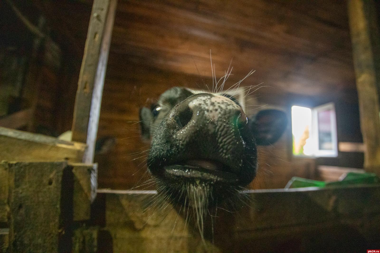 «Сырная лиса» уже практически стала гастрономическим брендом региона. Продукцию  псковского фермера Ларисы Никандровой по достоинству оценили не только посетители многочисленных ярмарок в Псковской области, но и соседи из Белоруссии. Идеи для своих сыров фермер берет отовсюду, но и сама готова делиться опытом и рассказывать о тонкостях сыроварения. Для этих целей на участке в Псковском районе идет строительство сыроварни с помещением для проведения мастер-классов. Подробности о жизни на ферме — в фоторепортаже Андрея Николаева.